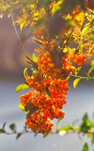 Preview wallpaper berries, orange, bunch, plant