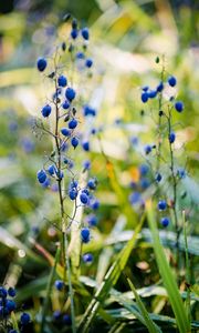 Preview wallpaper berries, plant, fruit, herb