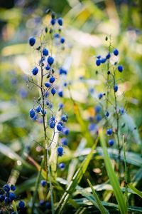 Preview wallpaper berries, plant, fruit, herb