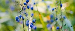 Preview wallpaper berries, plant, fruit, herb