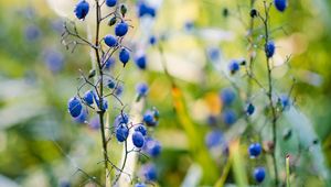 Preview wallpaper berries, plant, fruit, herb