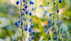 Preview wallpaper berries, plant, fruit, herb