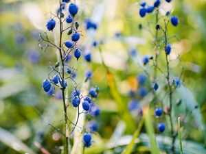 Preview wallpaper berries, plant, fruit, herb