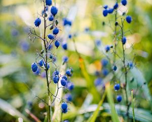 Preview wallpaper berries, plant, fruit, herb