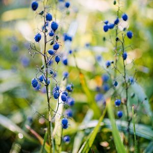 Preview wallpaper berries, plant, fruit, herb