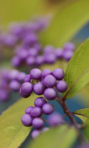 Preview wallpaper berries, plants, leaves, blur