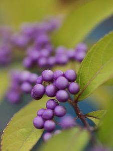 Preview wallpaper berries, plants, leaves, blur