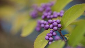 Preview wallpaper berries, plants, leaves, blur