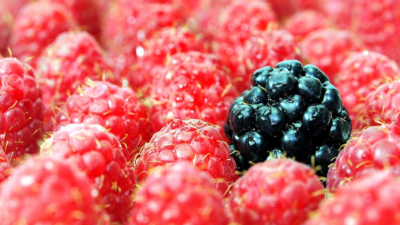 Wallpaper berries, raspberries, blackberries, close up
