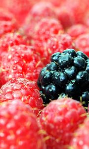 Preview wallpaper berries, raspberries, blackberries, close up