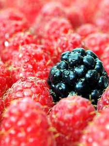 Preview wallpaper berries, raspberries, blackberries, close up