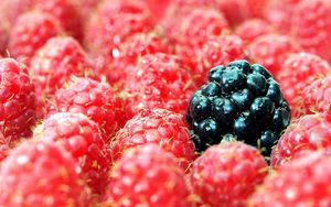 Preview wallpaper berries, raspberries, blackberries, close up