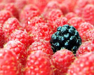 Preview wallpaper berries, raspberries, blackberries, close up