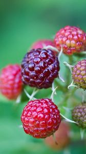 Preview wallpaper berries, raspberries, branch, green, grass, leaves