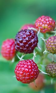 Preview wallpaper berries, raspberries, branch, green, grass, leaves