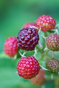 Preview wallpaper berries, raspberries, branch, green, grass, leaves