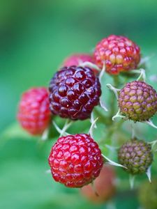 Preview wallpaper berries, raspberries, branch, green, grass, leaves