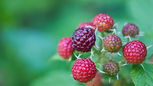 Preview wallpaper berries, raspberries, branch, green, grass, leaves