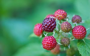 Preview wallpaper berries, raspberries, branch, green, grass, leaves