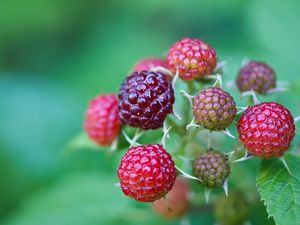 Preview wallpaper berries, raspberries, branch, green, grass, leaves