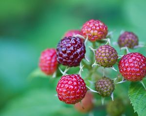 Preview wallpaper berries, raspberries, branch, green, grass, leaves