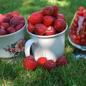 Preview wallpaper berries, raspberries, currants, red, strawberry, summer, mugs, cups, glass, grass, close-up