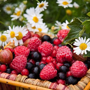 Preview wallpaper berries, raspberries, gooseberries, currants, chamomile, basket