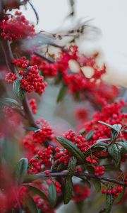 Preview wallpaper berries, red berries, branches, leaves