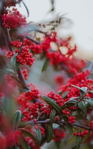 Preview wallpaper berries, red berries, branches, leaves