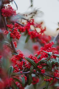 Preview wallpaper berries, red berries, branches, leaves