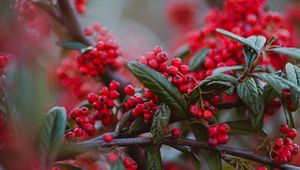 Preview wallpaper berries, red berries, branches, leaves