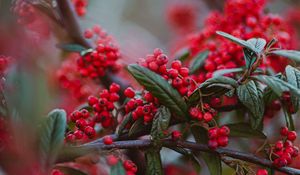 Preview wallpaper berries, red berries, branches, leaves