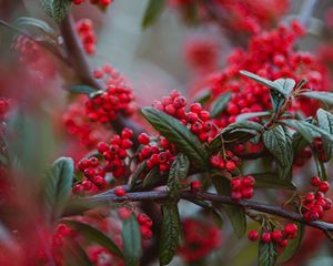 Preview wallpaper berries, red berries, branches, leaves