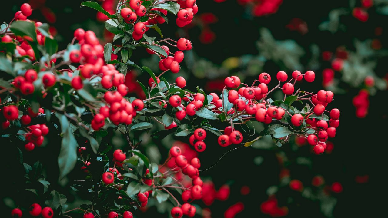 Wallpaper berries, red berries, leaves, branches