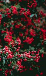 Preview wallpaper berries, red berries, leaves, branches
