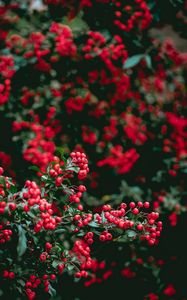 Preview wallpaper berries, red berries, leaves, branches