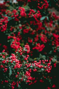 Preview wallpaper berries, red berries, leaves, branches