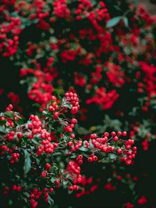 Preview wallpaper berries, red berries, leaves, branches