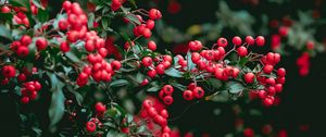 Preview wallpaper berries, red berries, leaves, branches