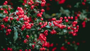 Preview wallpaper berries, red berries, leaves, branches