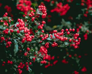 Preview wallpaper berries, red berries, leaves, branches