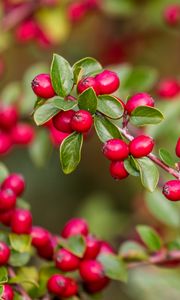 Preview wallpaper berries, red, branch, leaves