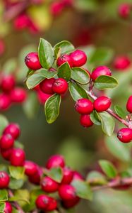 Preview wallpaper berries, red, branch, leaves