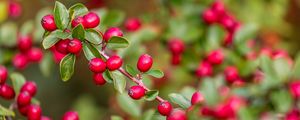 Preview wallpaper berries, red, branch, leaves