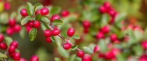 Preview wallpaper berries, red, branch, leaves