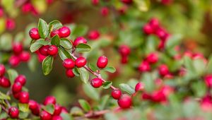 Preview wallpaper berries, red, branch, leaves