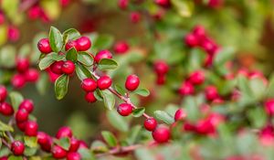 Preview wallpaper berries, red, branch, leaves