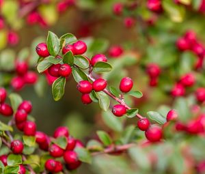 Preview wallpaper berries, red, branch, leaves