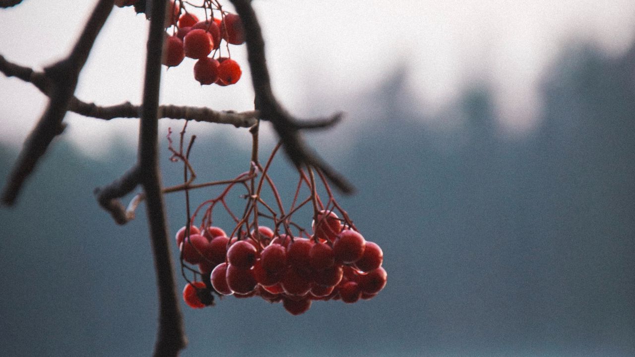 Wallpaper berries, red, branches, plant, nature