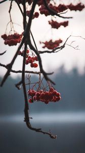Preview wallpaper berries, red, branches, plant, nature